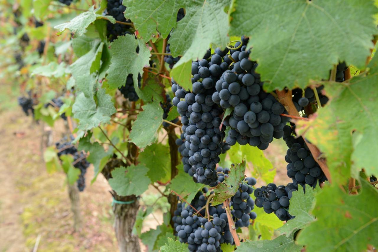 Weingut Erich Serwazi Mesenich Exterior foto